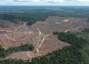 Tambang, Perkebunan, Pemukiman: Hutan Kukar Tertekan Hebat