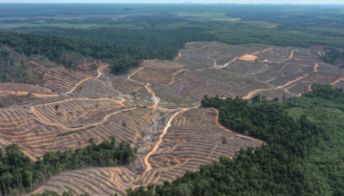 Tambang, Perkebunan, Pemukiman: Hutan Kukar Tertekan Hebat